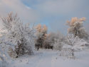 Сколько снега в лесу – посчитали сотрудники Хоперского заповедника