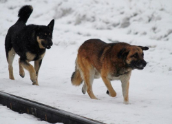 Бродячих собак в Воронежской области будут чипировать