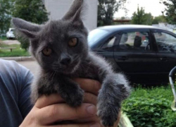 «Блокноту Борисоглебска» выразили благодарность за участие в спасении котенка