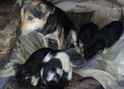 Жуткую историю про отстрел собак рассказал житель Поворино 