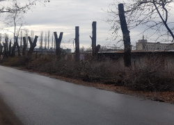 Скелеты уничтоженных деревьев «украсили» Северный микрорайон Борисоглебска 