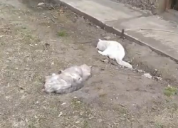 О массовом убийстве кошек рассказали жители микрорайона в Борисоглебске