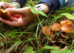  7 отравлений грибами зафиксировано  в Воронежской области