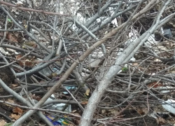Администрация БГО осмотрела убранные от мусора площадки ТКО и расстроилась 