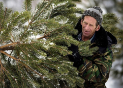 Борисоглебцам напоминают об ответственности за незаконную вырубку хвойных деревьев