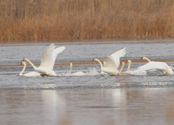 Скопление лебедей на озере в Новохоперском районе 