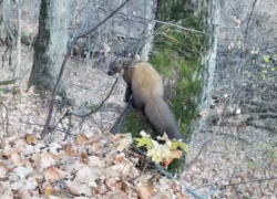 Мышкующую лису и ловкую куницу сняли на видео в Хоперском заповеднике